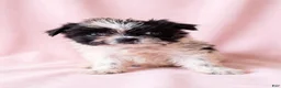 Mixed Breed dogs for sale: Dolly - Ad 2