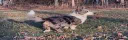 Welsh Corgi Cardigan dogs for sale: AKC Elizabeth  - Ad 8