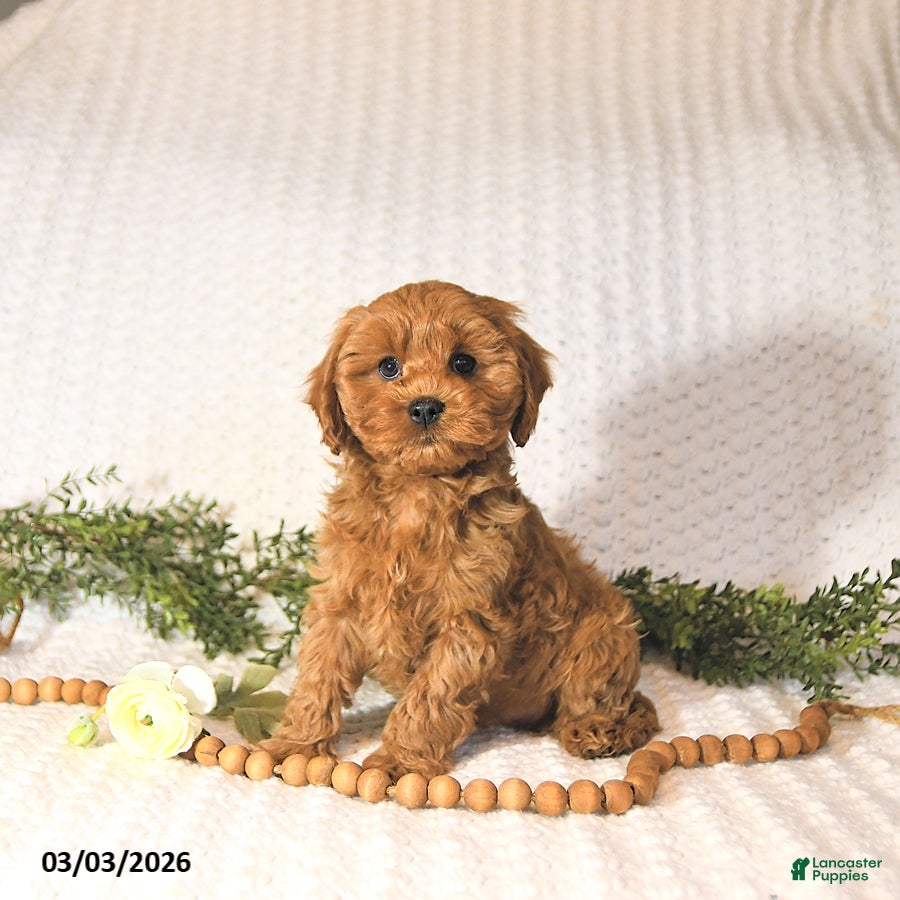 Cavapoo dogs Riley EXTRA SMALL - Ad 1