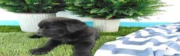 Mixed Breed dogs for sale: Sasha - Ad 6