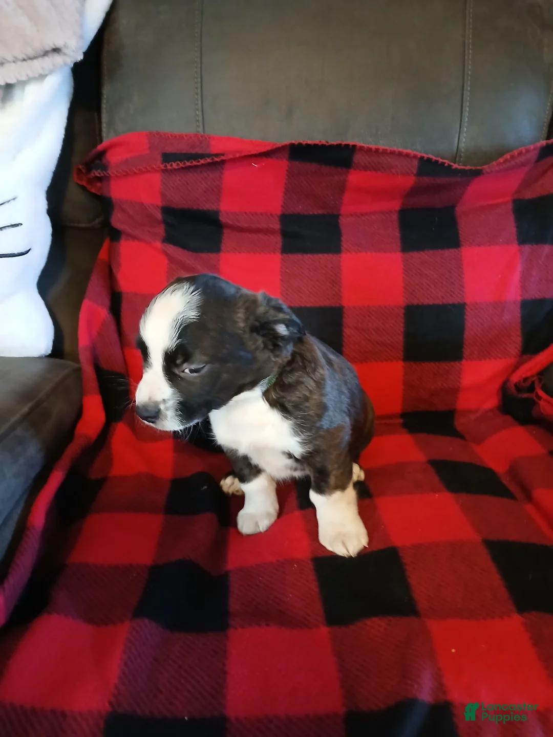 Boston Terrier dogs for sale: Boston Terrier Puppy 4 - Ad 4