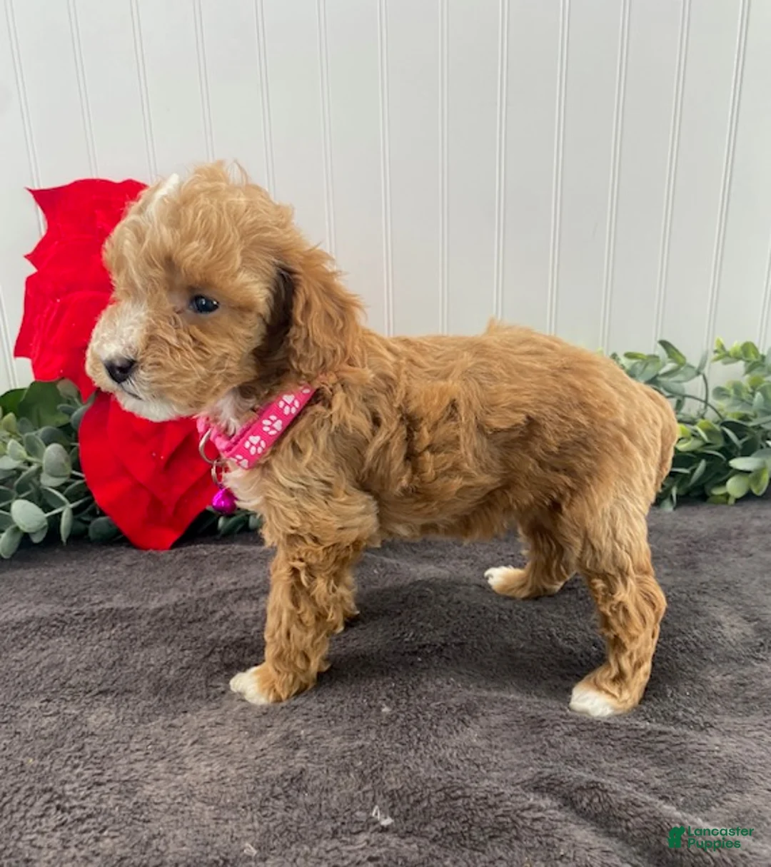 Toy Poodle dogs for sale: Karla - Ad 3