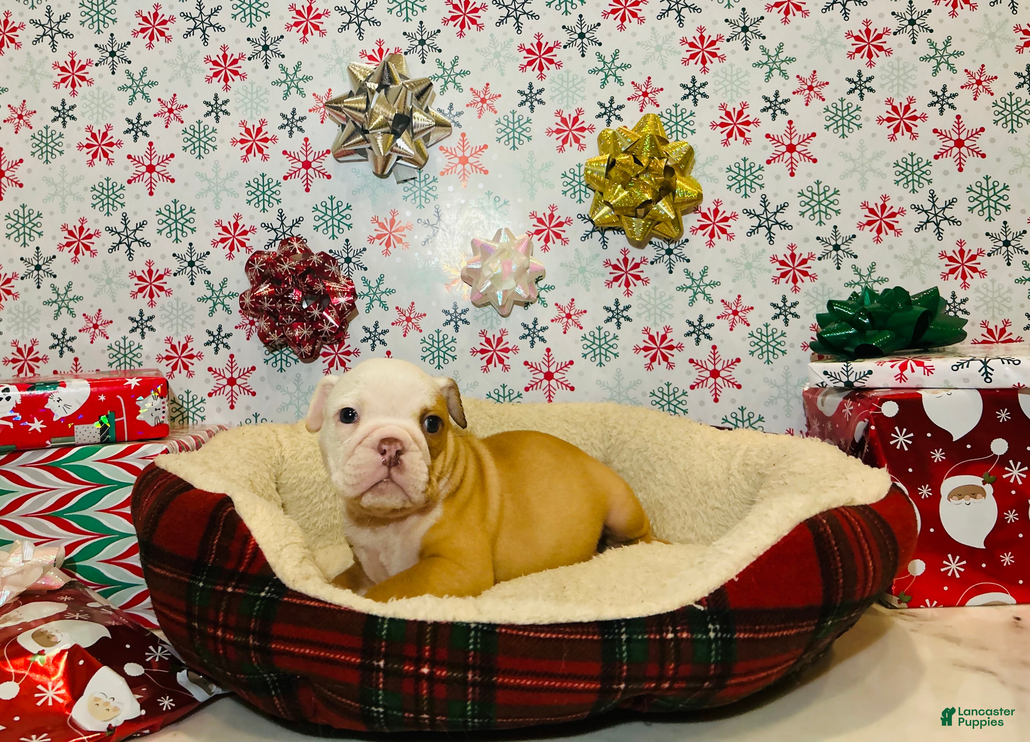 English Bulldog dogs Theo - Ad 13