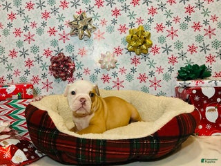 English Bulldog dogs Theo - Ad 2