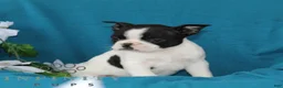 Boston Terrier dogs for sale: Aztec  - Ad 3