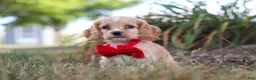 Cocker Spaniel dogs for sale: Boone - Ad 7