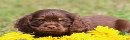 Mixed Breed dogs for sale: Willy Wonka - Ad 3