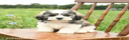 Malshi dogs for sale: Dean - Ad 7