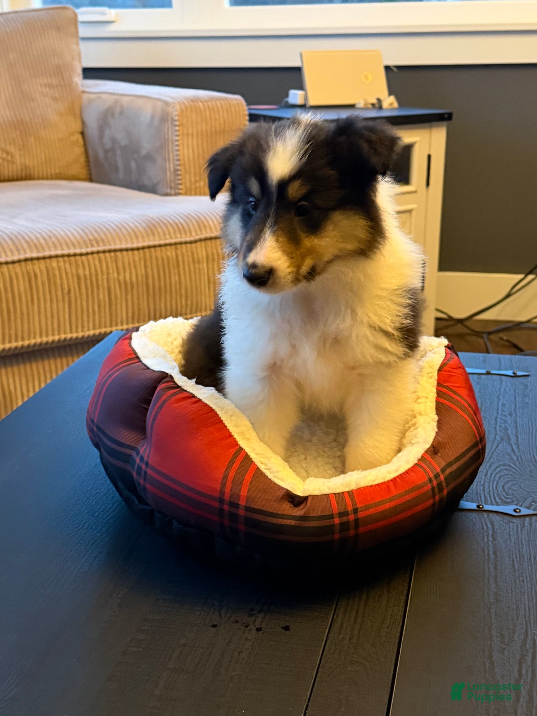 Collie dogs for sale: Collie Puppy 7 - Ad 13