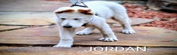 German Shepherd dogs for sale: JORDAN  - Ad 8