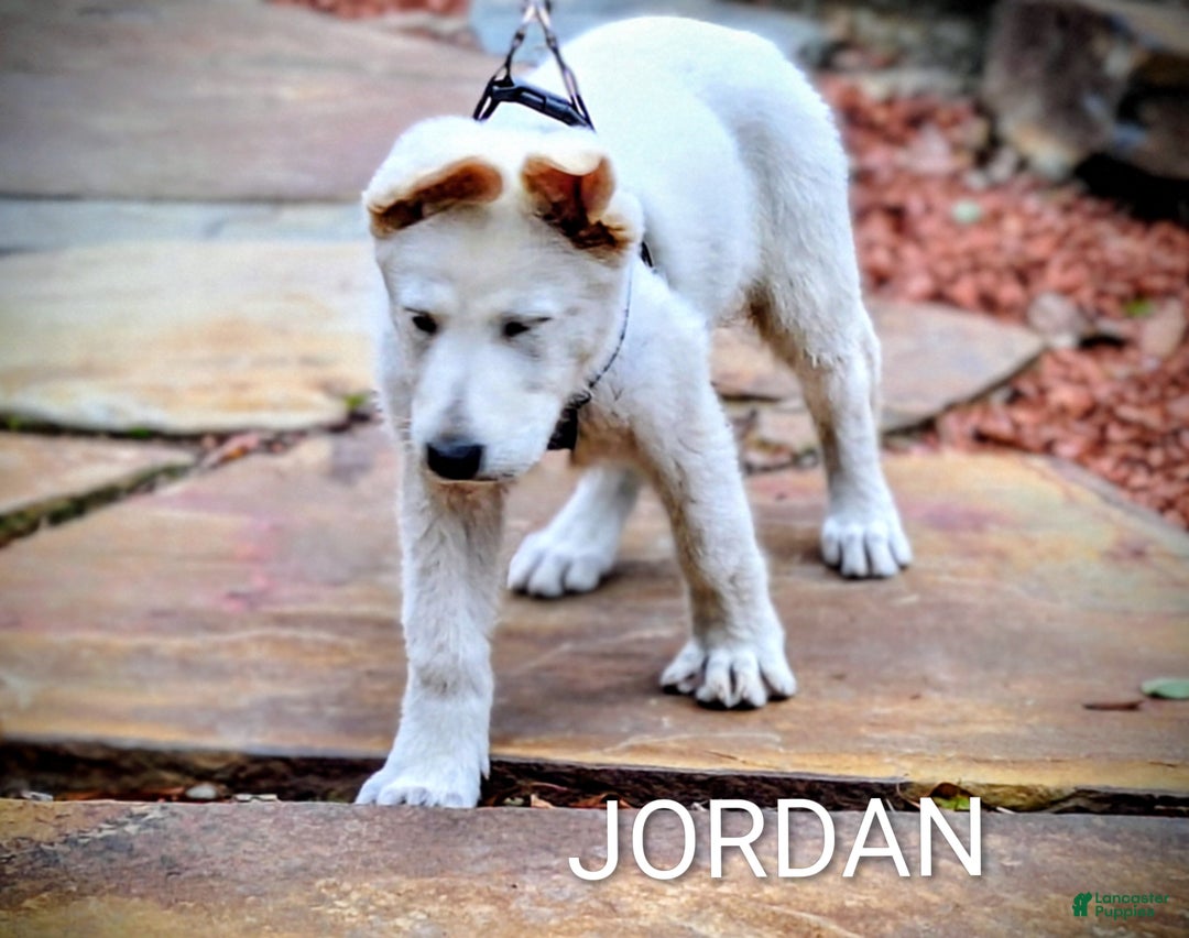 German Shepherd dogs for sale: JORDAN  - Ad 8