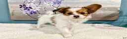 Papillon dogs for sale: Robin - Ad 1