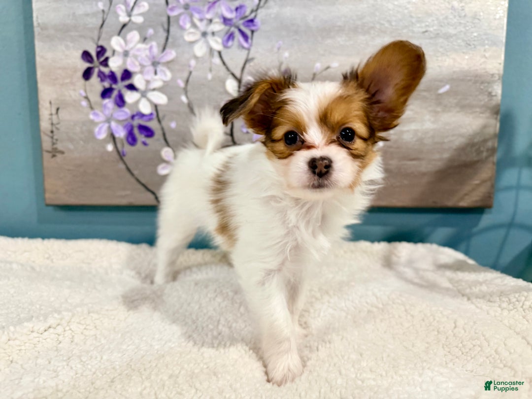 Papillon dogs for sale: Robin - Ad 1