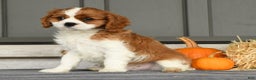 Cavalier King Charles Spaniel dogs for sale: Charlie - Ad 3
