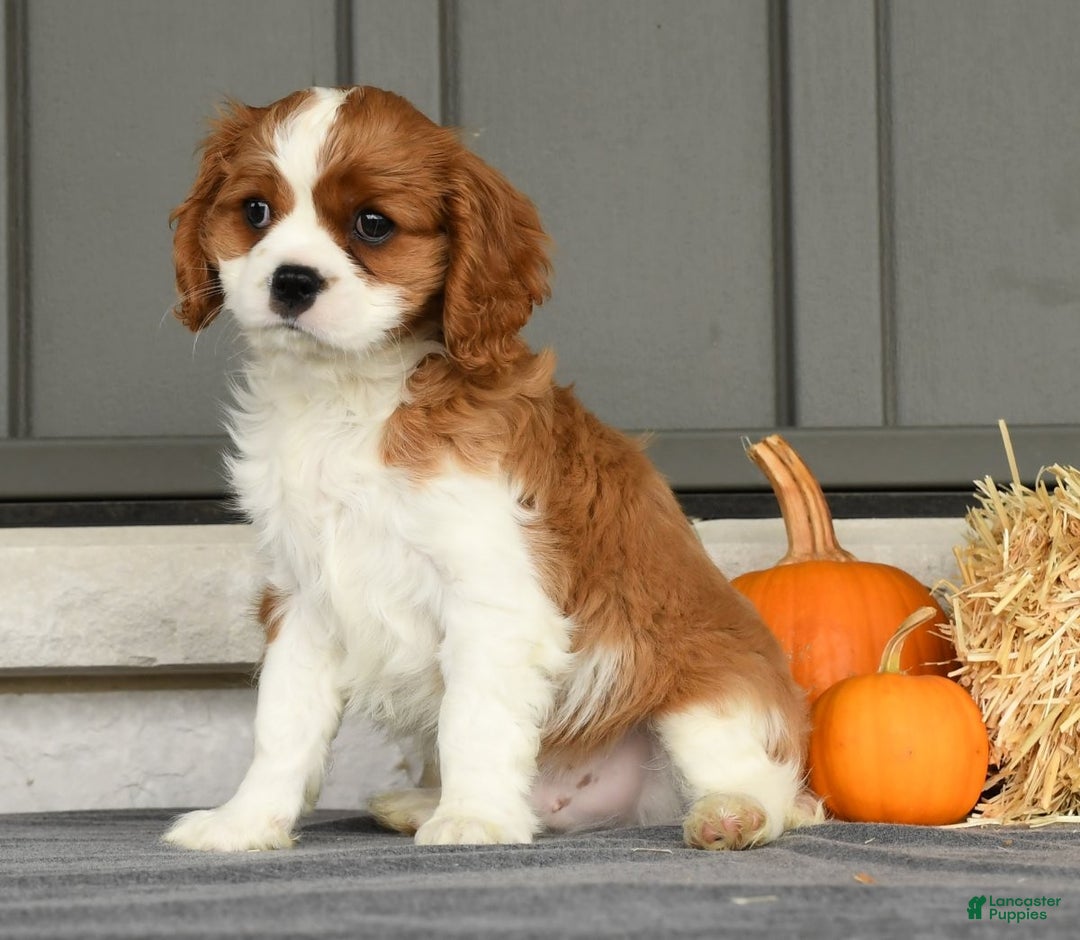 Cavalier King Charles Spaniel dogs for sale: Charlie - Ad 3
