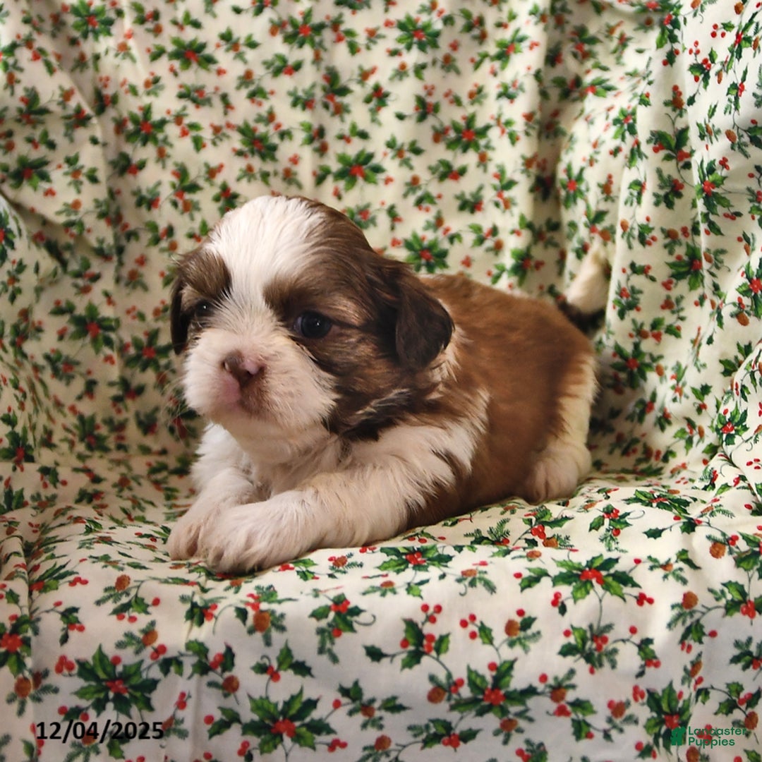 Shih Tzu dogs for sale: Ace - Ad 10