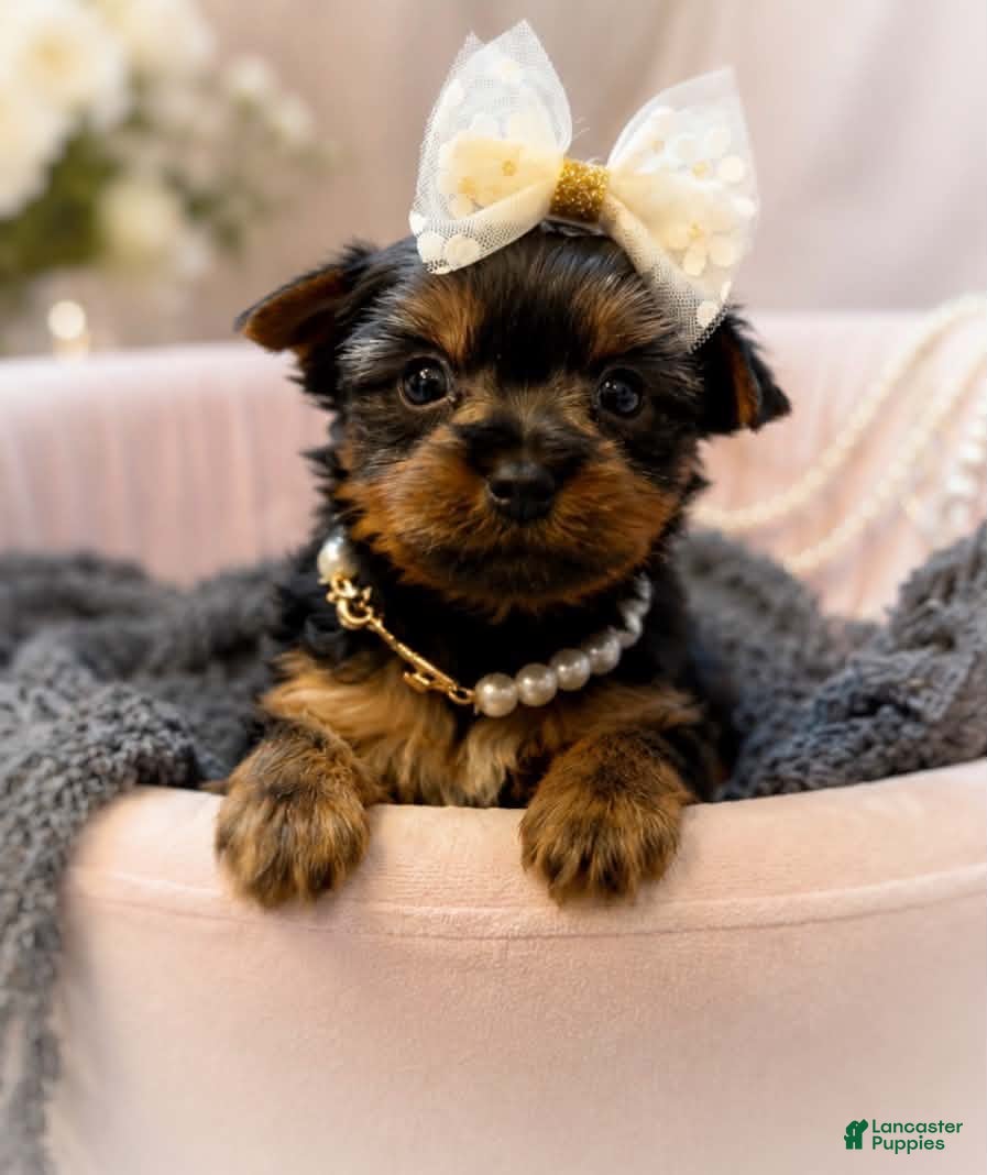 Yorkshire Terrier dogs Cricket 1lb on 8/28 - Ad 24