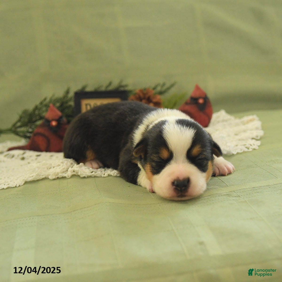 Welsh Corgi Pembroke dogs Pupcake - Ad 9