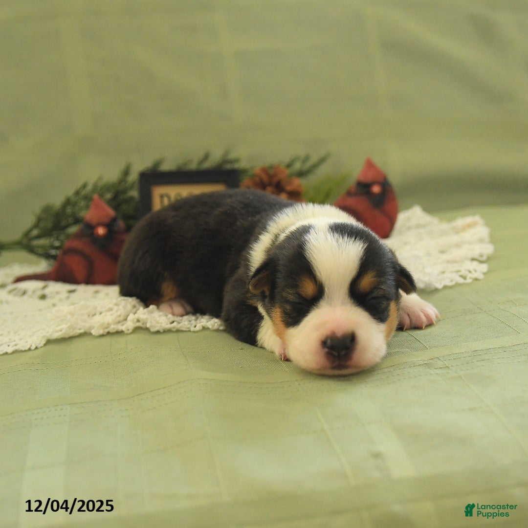 Welsh Corgi Pembroke dogs for sale: Pupcake - Ad 1