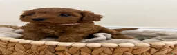Miniature Poodle dogs for sale: Sky  - Ad 1