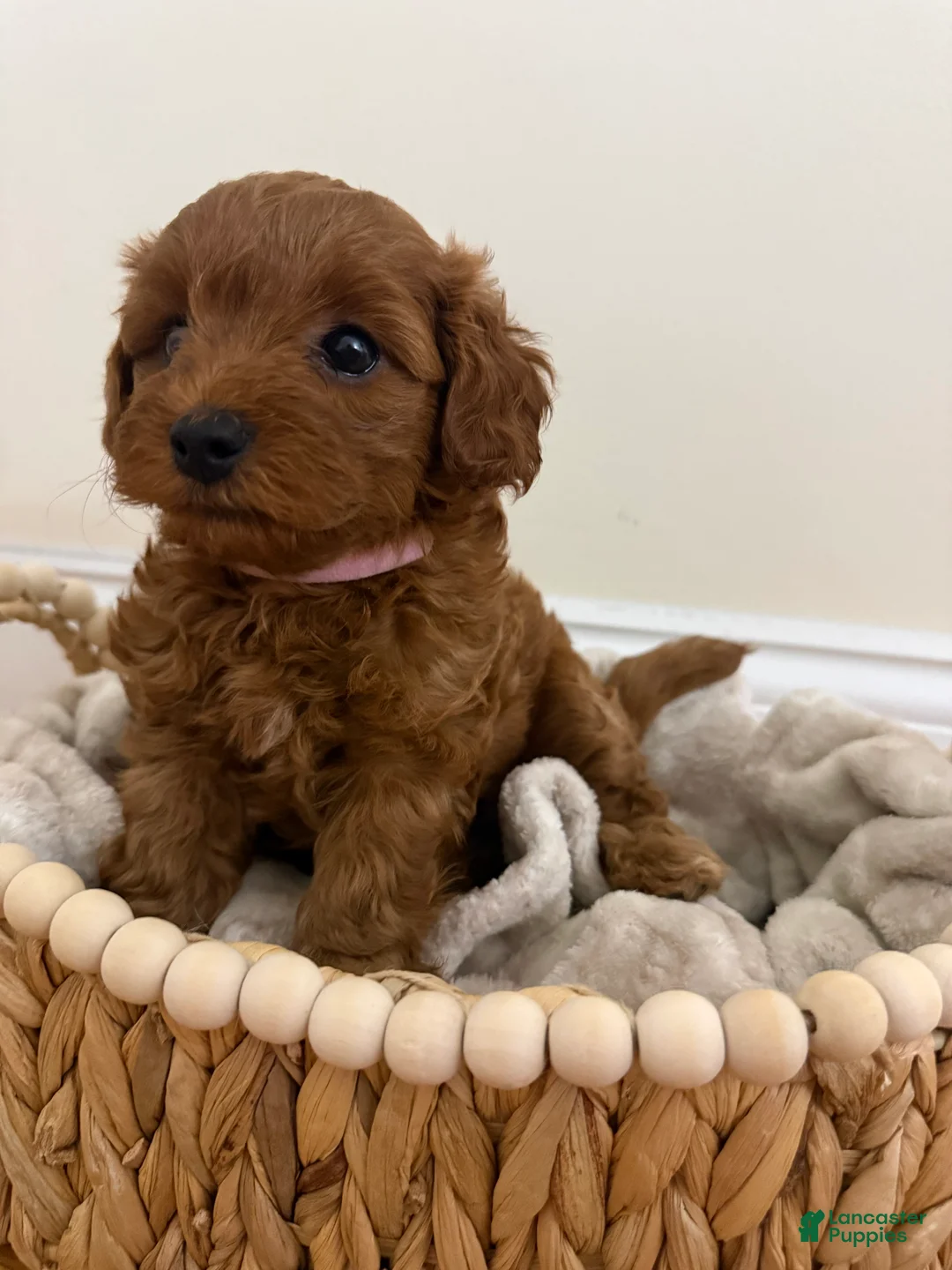 Miniature Poodle dogs for sale: Sky  - Ad 1
