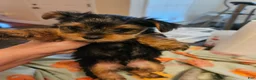 Yorkshire Terrier dogs for sale: Quinn - Ad 5