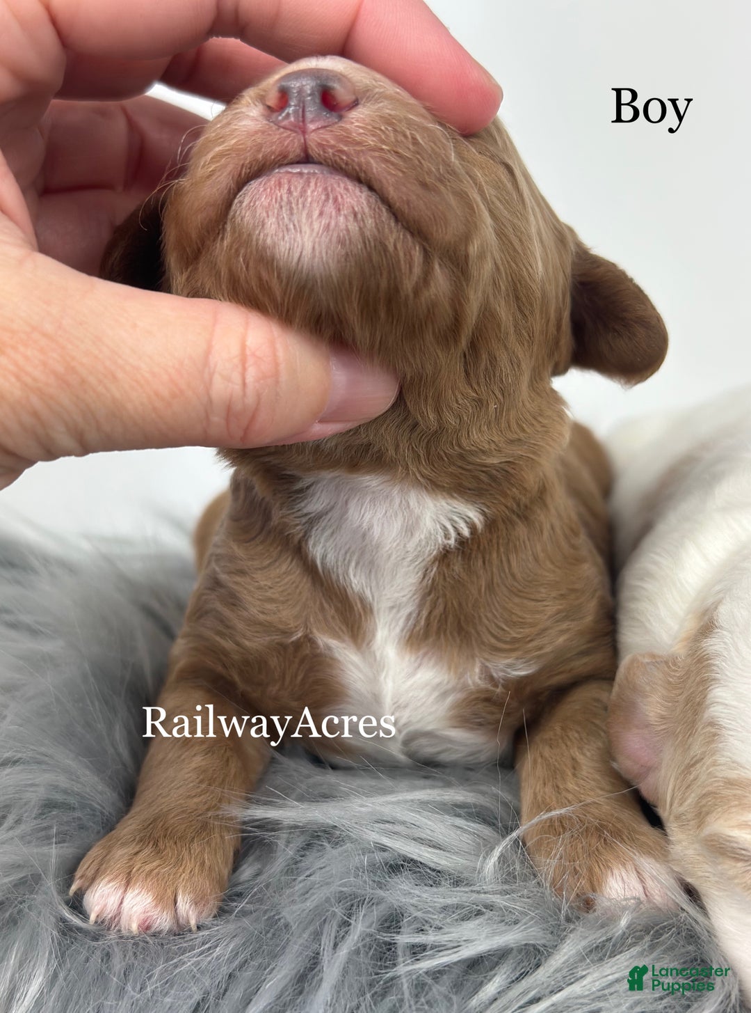 Goldendoodle dogs for sale: F1b Mini Boy 1 - Ad 2