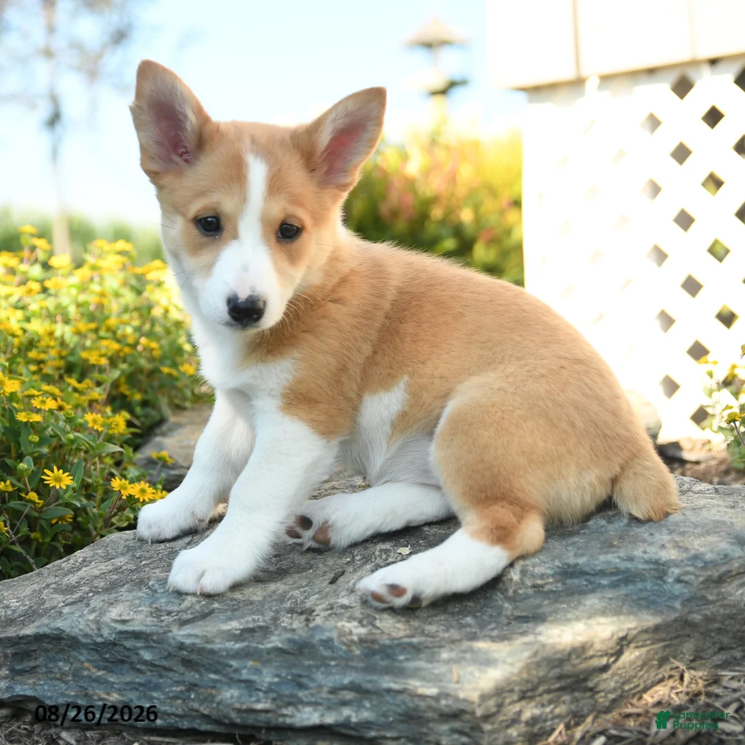 Welsh Corgi Pembroke dogs for sale: Genevieve - Ad 1