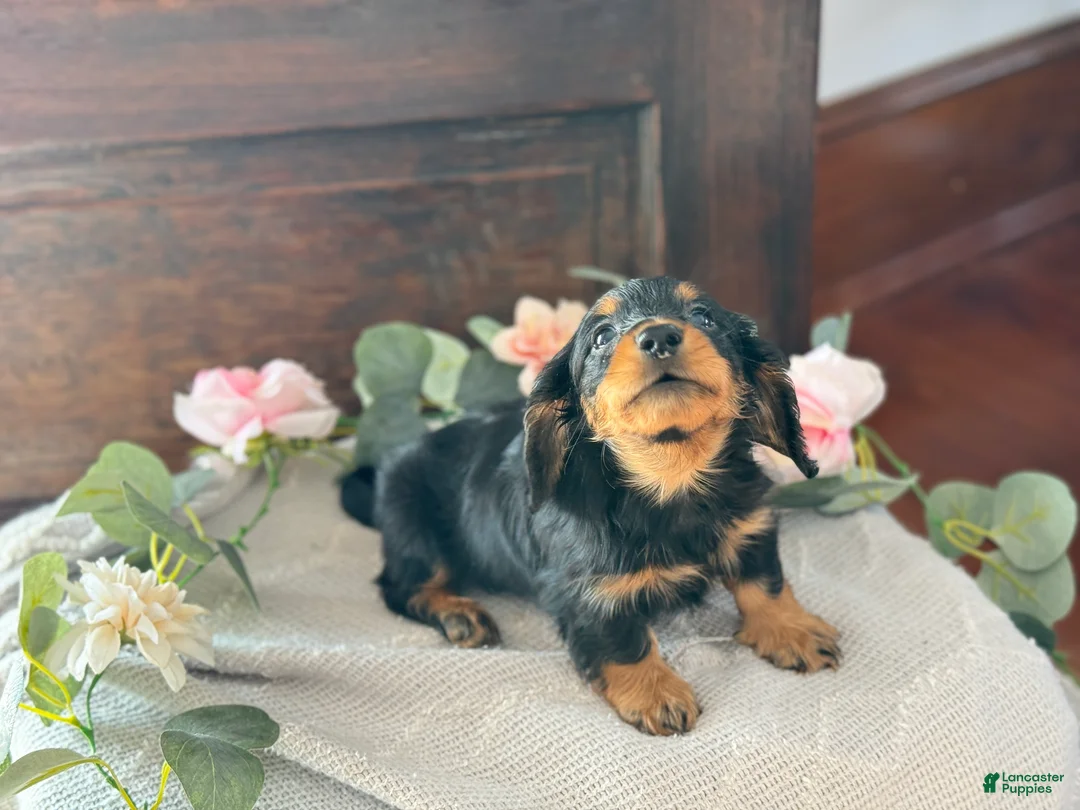 Miniature Dachshund dogs for sale: Monty - Ad 7
