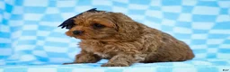 Cavapoo dogs for sale: Tucker Cavapoo Pup - Ad 5