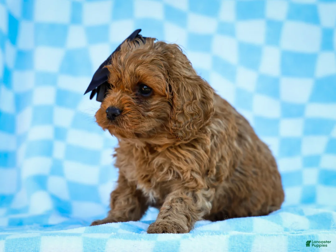 Cavapoo dogs for sale: Tucker Cavapoo Pup - Ad 5