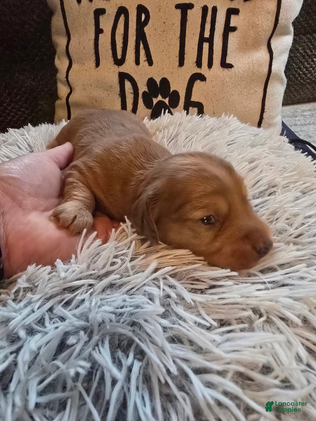 Miniature Dachshund dogs for sale: Duke - Ad 9