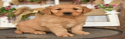 Golden Retriever dogs for sale: Levi - Ad 3