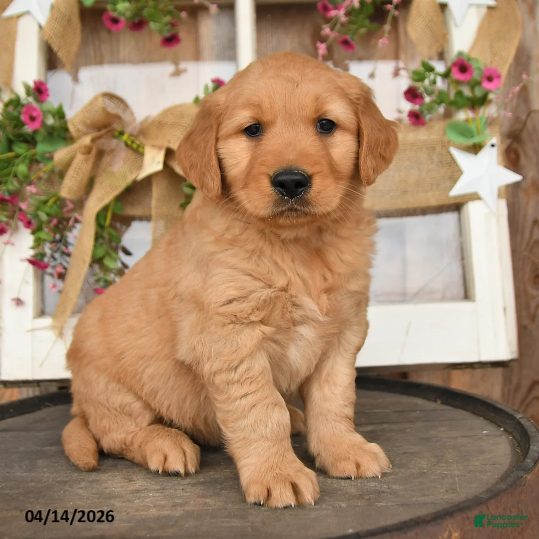 Golden Retriever dogs for sale: Levi - Ad 3