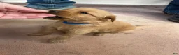 Golden Retriever dogs for sale: Jake (blue) - Ad 3