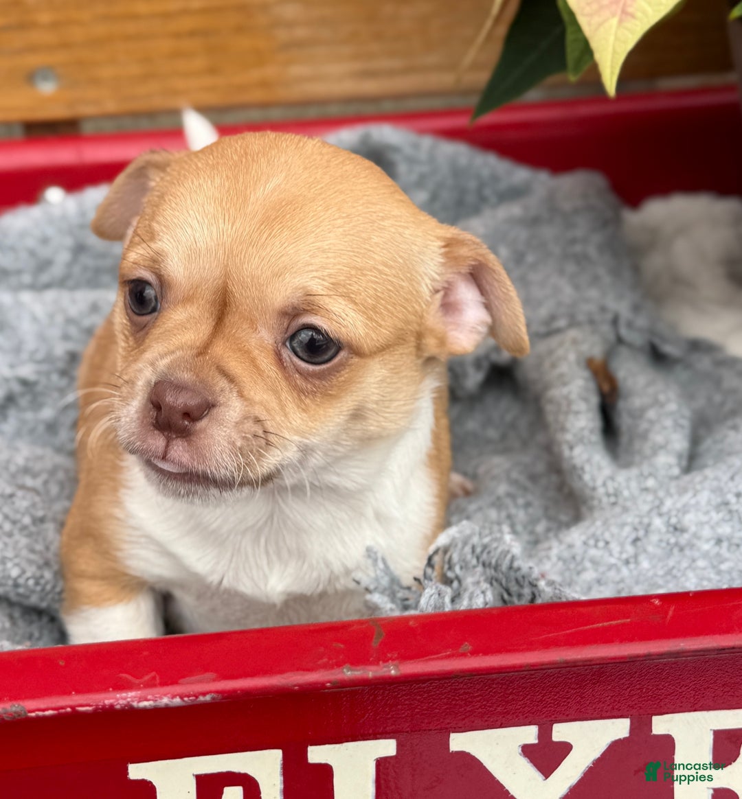 Chihuahua dogs for sale: Crystal - Ad 6