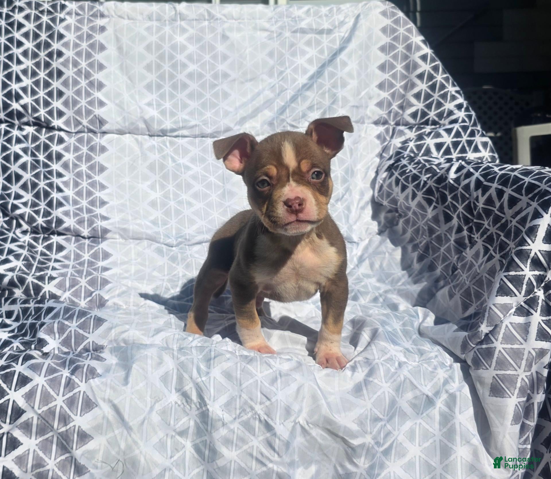 American Bully dogs for sale: Male 2 - Ad 2