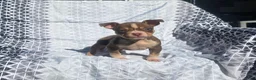 American Bully dogs for sale: Male 2 - Ad 2
