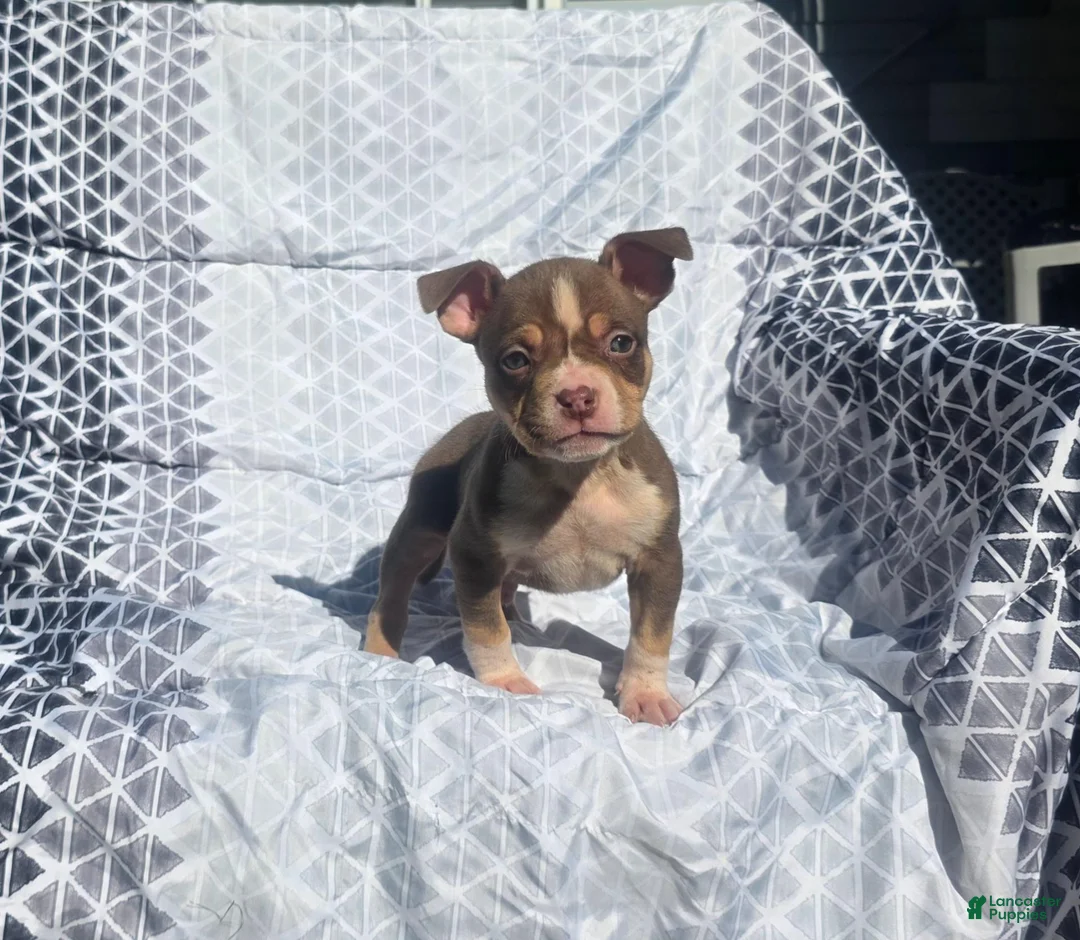 American Bully dogs for sale: Male 2 - Ad 2