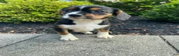 Mixed Breed dogs for sale: Dolly - Ad 9