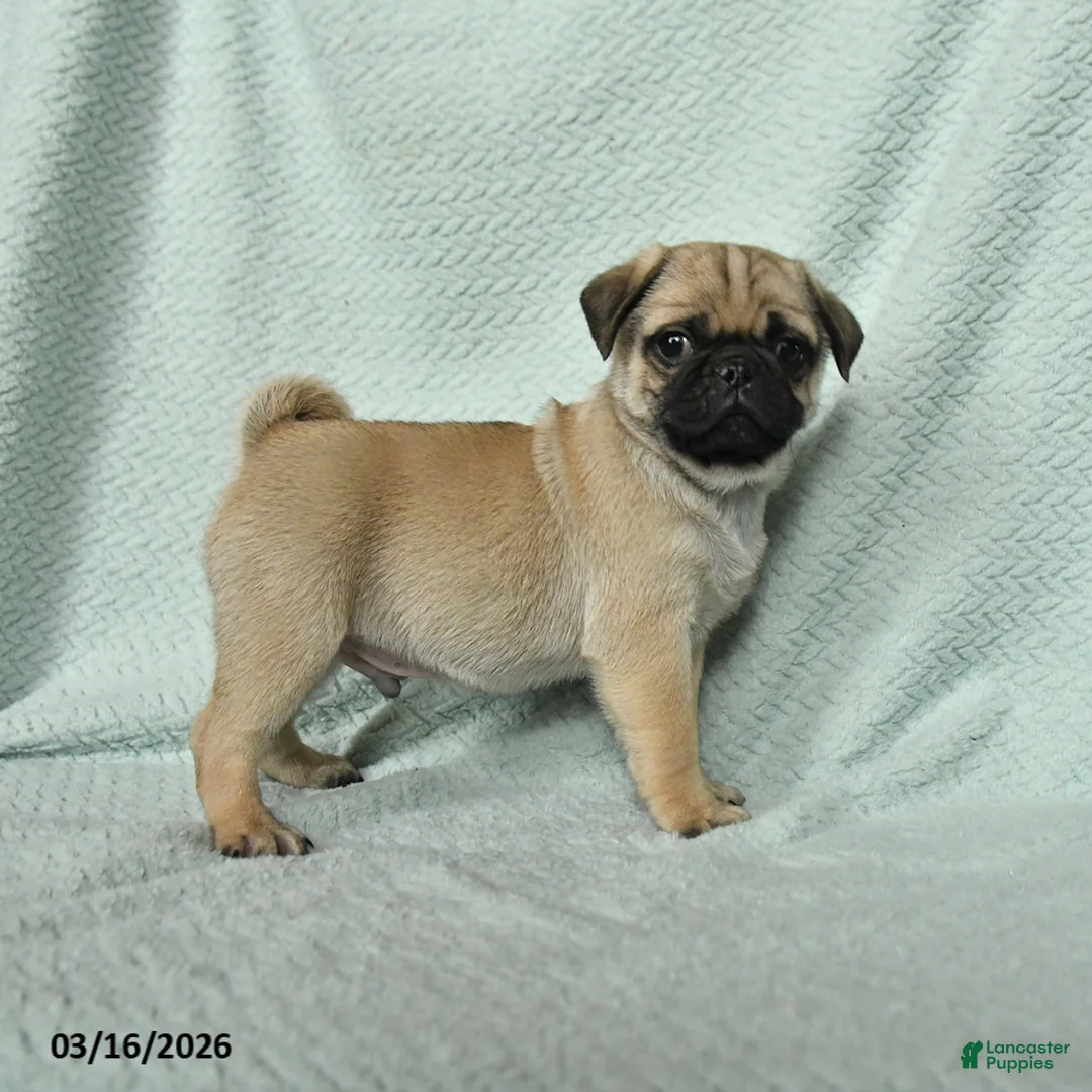 Pug dogs for sale: Abbot - Ad 1