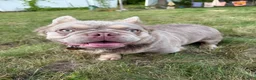 French Bulldog dogs for stud: Benito - Ad 2