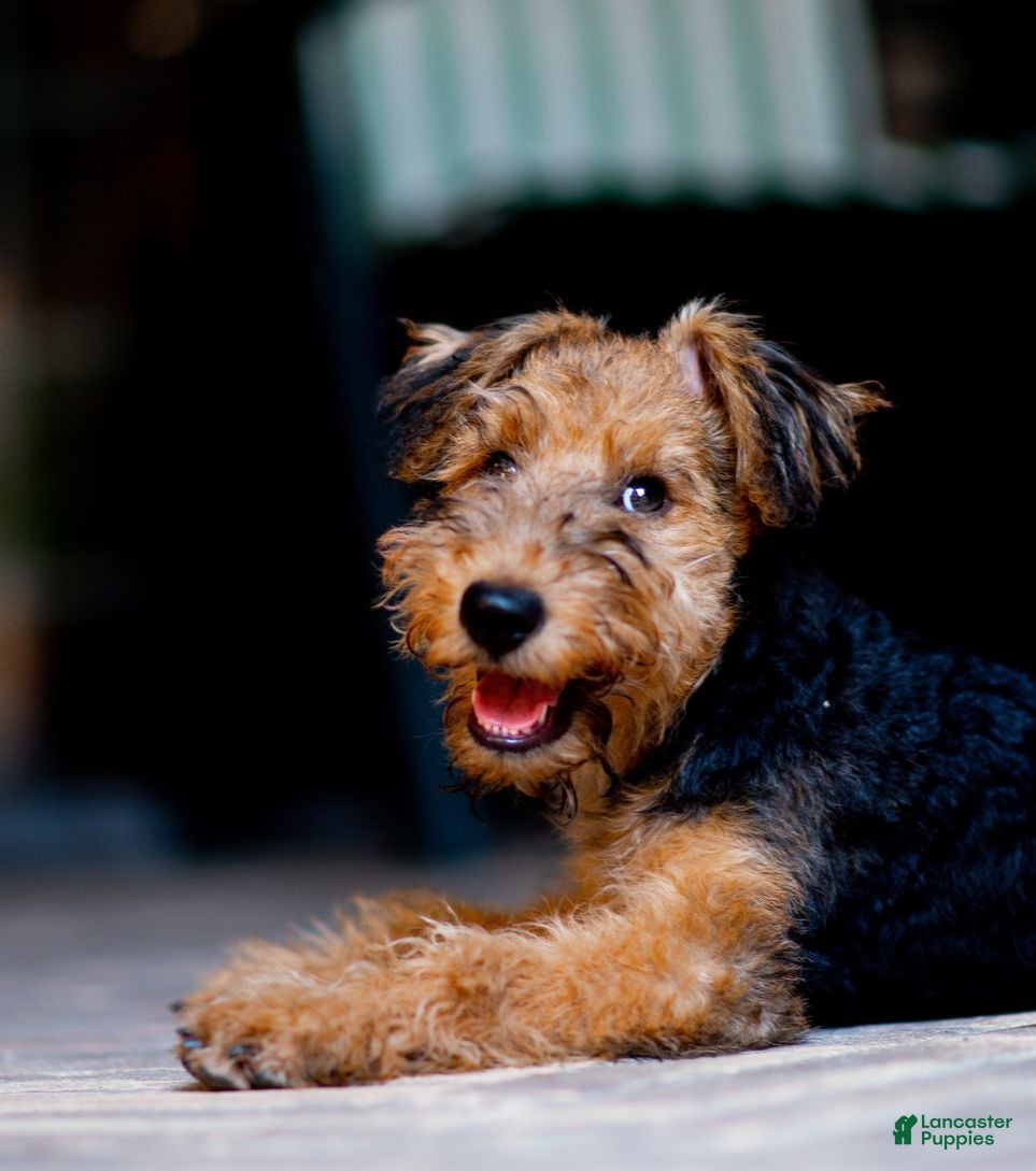 Airedale Terrier dogs Boy two - Ad 14