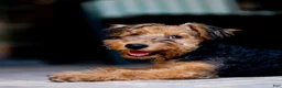 Airedale Terrier dogs for sale: Boy two - Ad 1