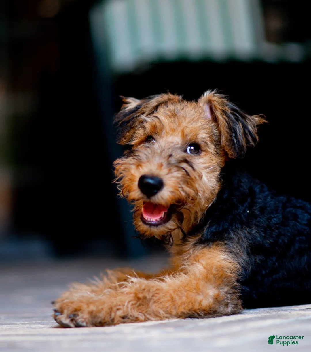 Airedale Terrier dogs for sale: Boy two - Ad 1