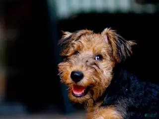 Airedale Terrier dogs Boy two - Ad 14