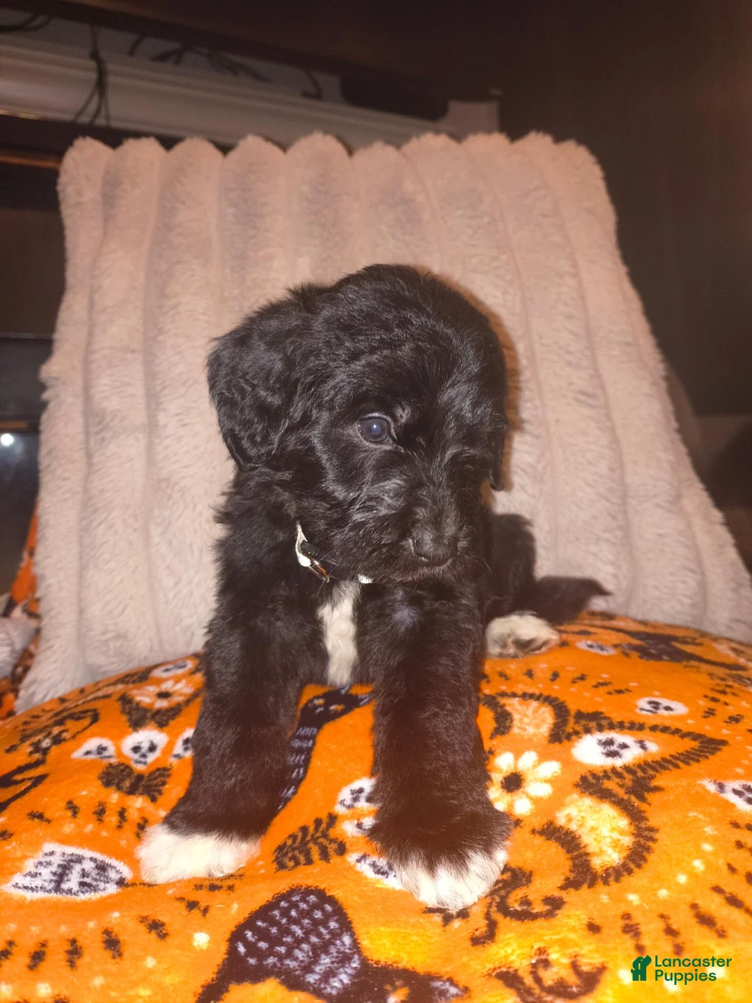 Mixed Breed dogs for sale: Mushu 🐉 - Ad 2