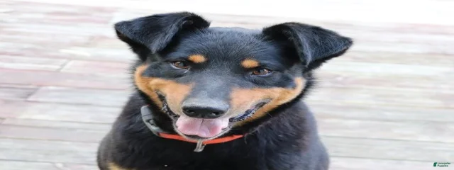 Buster