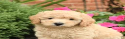 Miniature Poodle dogs for sale: Sugar - Ad 5