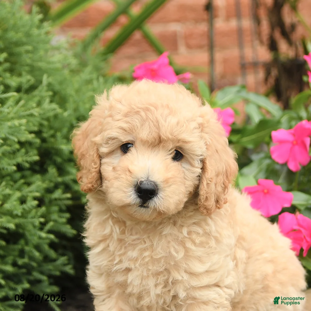 Miniature Poodle dogs for sale: Sugar - Ad 5